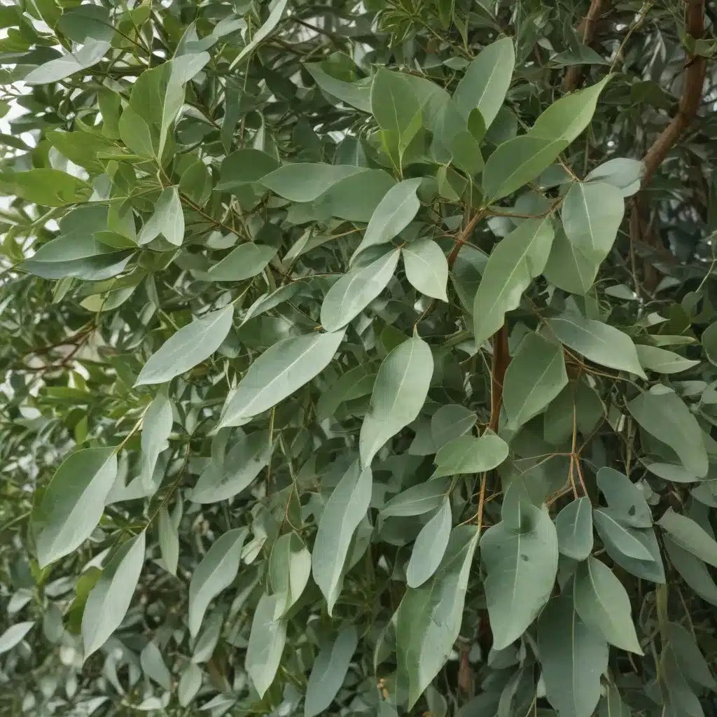 Eucalyptus for Clear Breathing