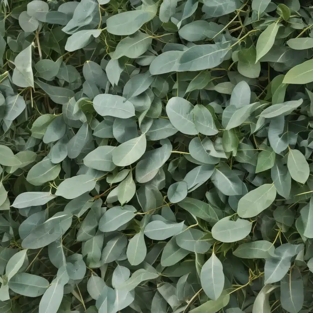 The Fresh Aroma of Eucalyptus